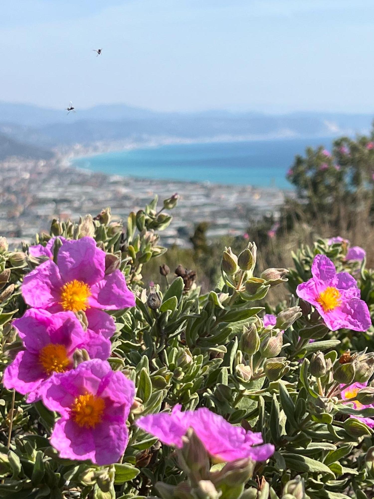 Nicoletta Rivieraholiday Albenga Ngoại thất bức ảnh